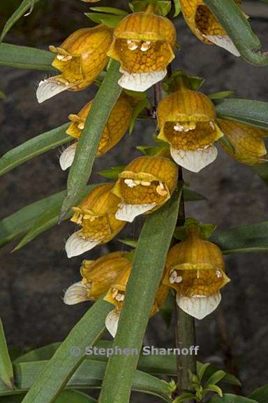 digitalis laevigata ssp laevigata 1 graphic